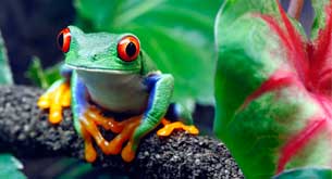 amphibians list for kids