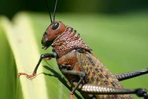 Red grasshopper image
