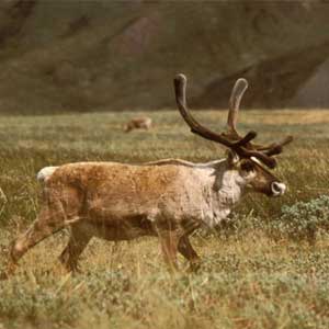 caribou facts for kids