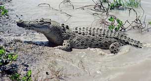 saltwater crocodile