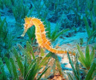 ocean animal facts - seahorse