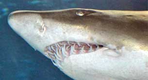 facts about sharks