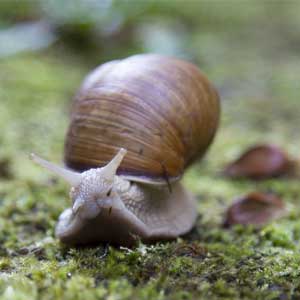 facts about snails