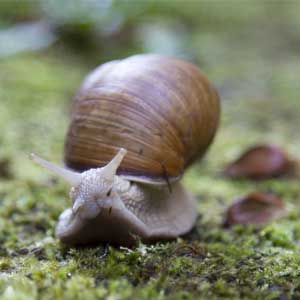 How snail shells are made, some beautiful, strange and weird factoids