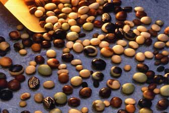 different types of soy beans