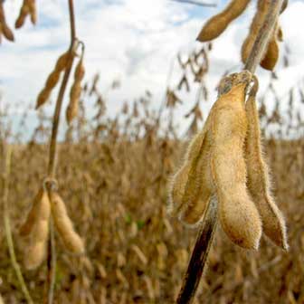 soybean facts