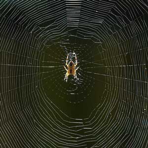 spider on web