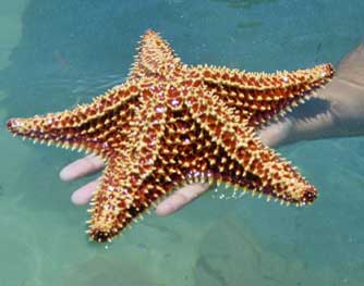 Sea Animal information - starfish