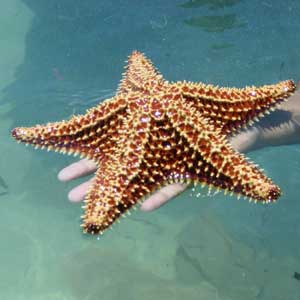 Facts about Starfish  Science with Kids.com