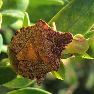facts about stink bugs