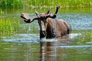 moose photos