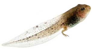 amphibian facts - tadpole