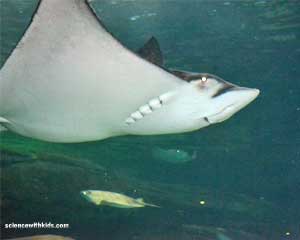 Tennessee Aquarium of the Smokies Rays
