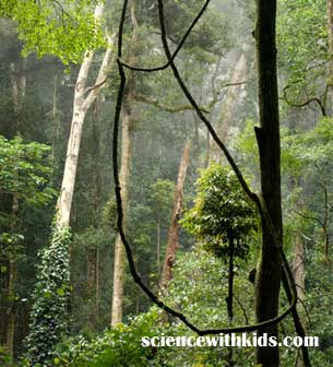 tropical rainforest facts