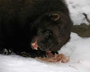 Wolverines have extremely strong teeth