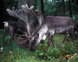 woodland reindeer