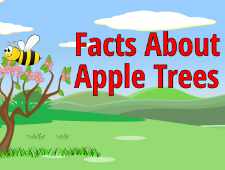 apple tree facts