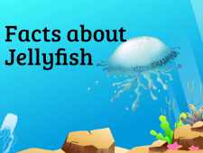 jellyfish facts video