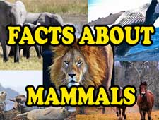 amazing facts about mammals video