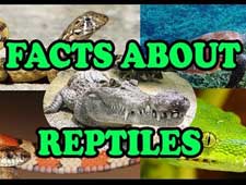 amazing facts about reptiles video