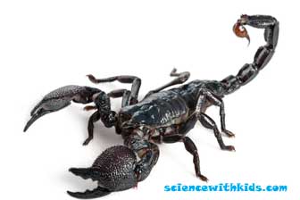 facts about scorpions