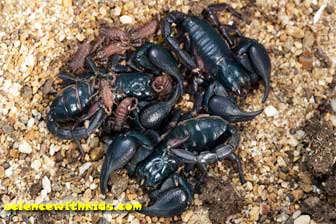 scorpion babies with mother