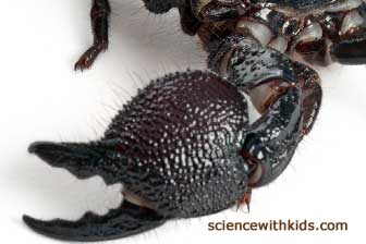 scorpion facts - scorpion hair