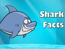 Shark Facts Video