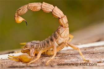 poisonous scorpion