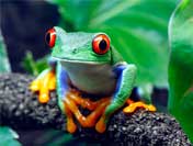 facts about amphibians