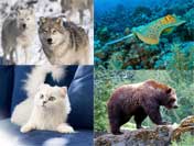 science facts about animals