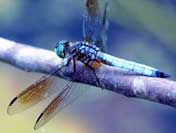 dragonfly facts for kids