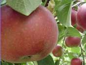 facts about apple trees