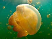 facts about Jellyfish