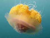 facts about jellyfish