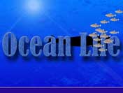 ocean life