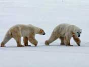 Facts about polar bears