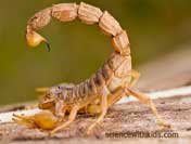 facts about scorpions