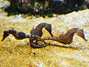 facts about seahorse