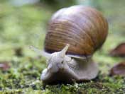 snail facts