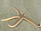 facts about starfish