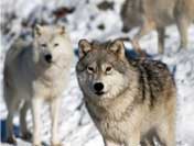 facts about wolves
