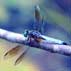 Dragonfly Facts for Kids