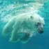 facts aobut polar bears